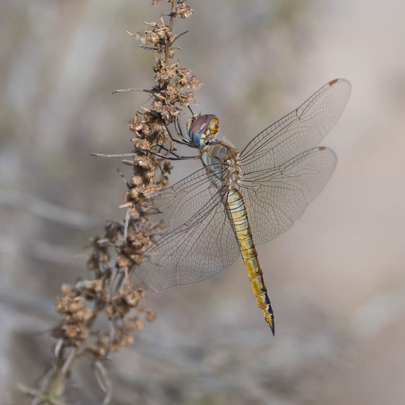 Wandering Glider